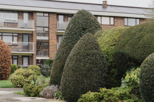A neat arrangement of bushes in a Jennings & Barrett Managed block