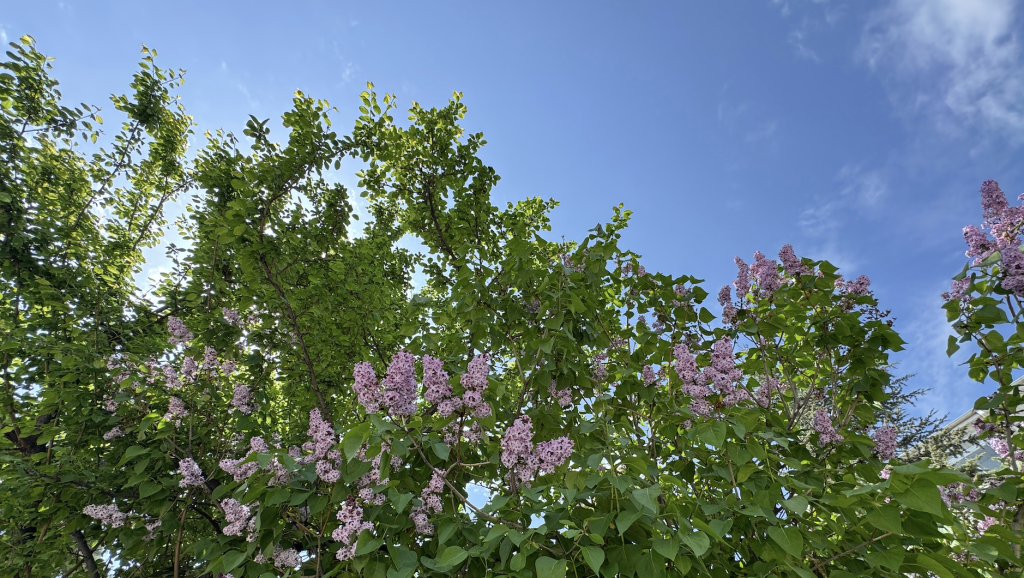 A blue sky can be seen behind some healthy looking tree branches. The tree brances are filled with green leaves and purple flowers.